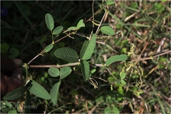 Desmodium dichotomum